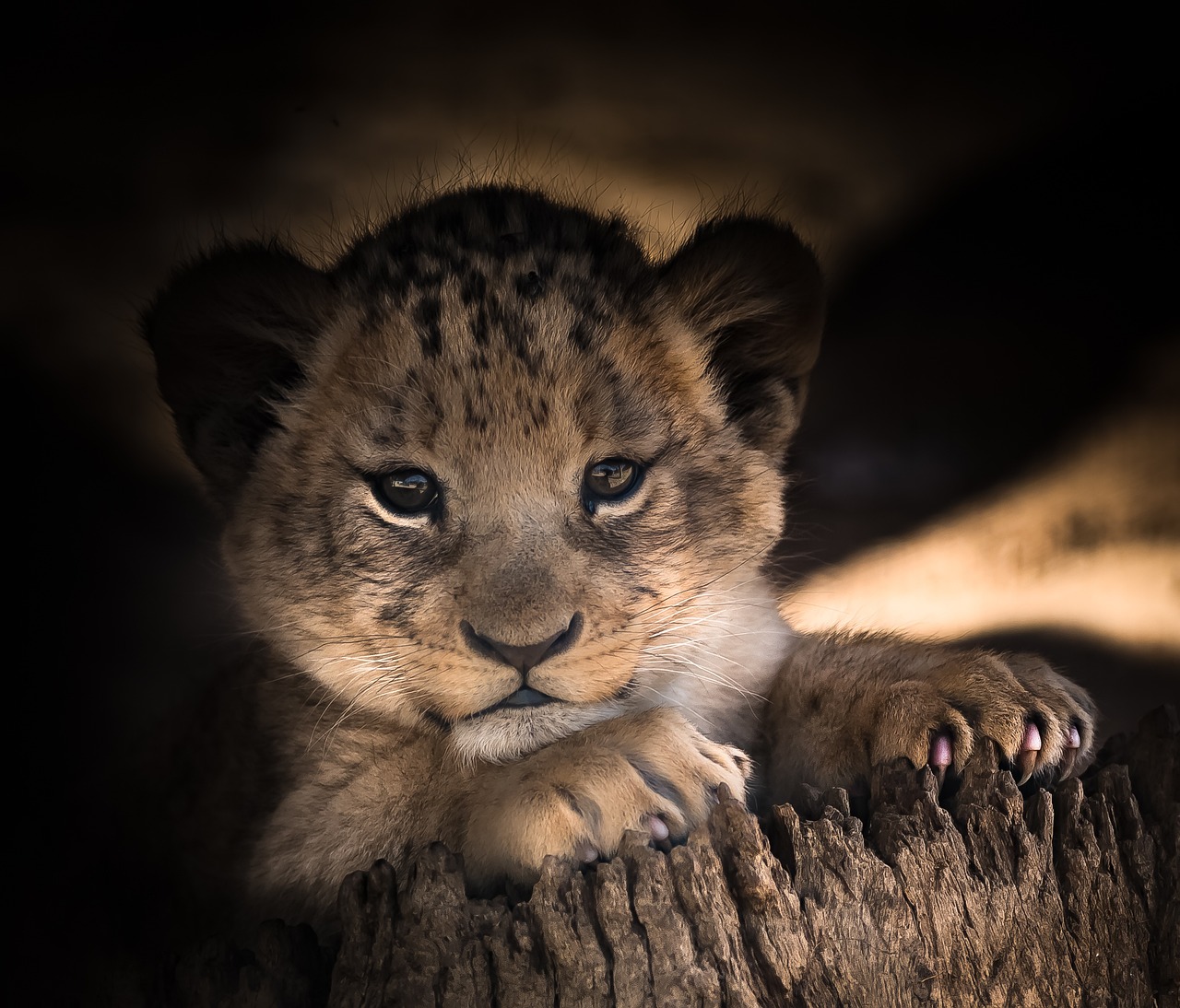 Lion Bet'in Güvenilirliği