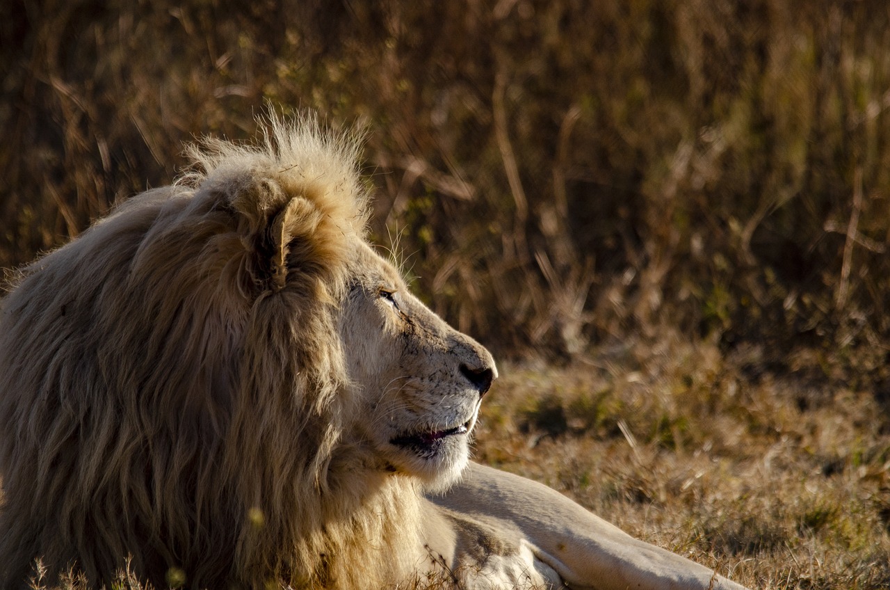 Lion Bet Bonusları