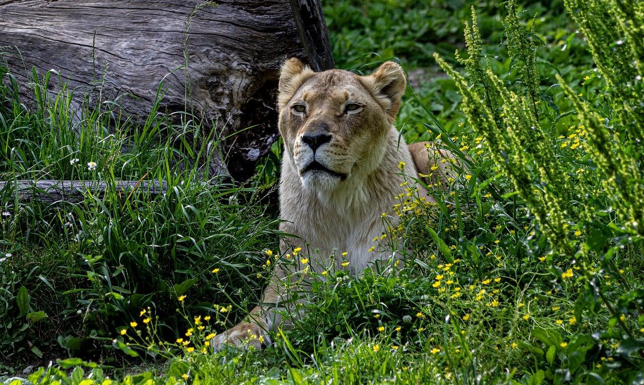 Lionbet Uygulaması