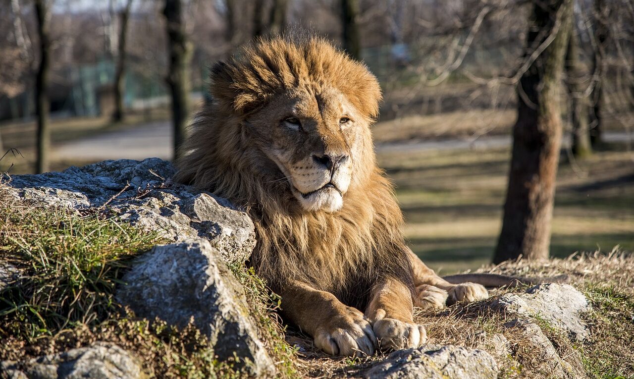 Lionbet: Promosyon Kodları ve Yeni Üyelere Özel Kampanyalar